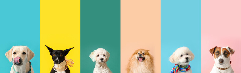 Set of different dogs on color background - obrazy, fototapety, plakaty