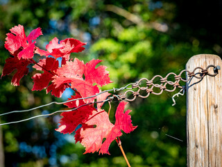 Herbstlich gefärbtes Weinlaub