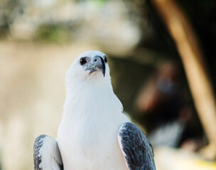 closeup eagle with blur background