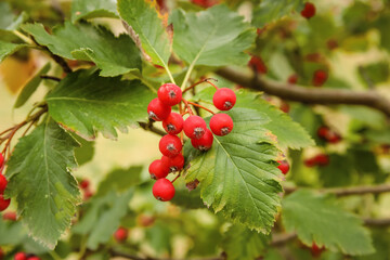 Ripe viburnum berries on tree in garden, closeup