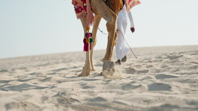 camel walking in the desert being lead by beduin in Qatar
