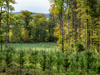 Obraz premium Wiederaufforstung durch anpflanzen von Jungbäumen im Mischwald