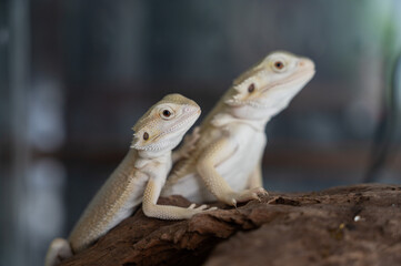 bearded dragon on ground with blur background