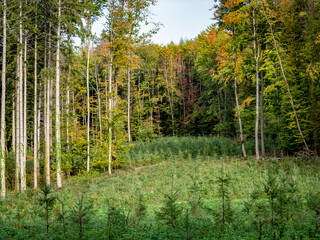 Fototapeta premium Wiederaufforstung durch anpflanzen von Jungbäumen im Mischwald