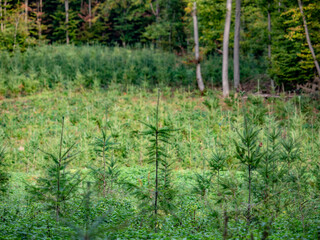 Fototapeta premium Wiederaufforstung durch anpflanzen von Jungbäumen im Mischwald