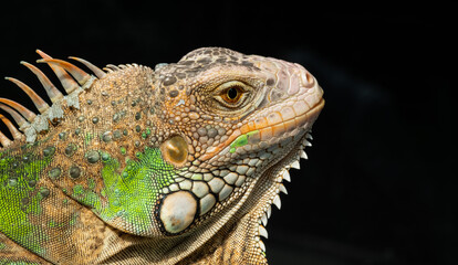 lizard, animal, green lizard with blur background