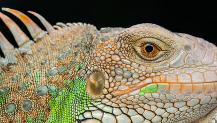 Fototapeta premium lizard, animal, green lizard with blur background