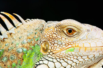 lizard, animal, green lizard with blur background