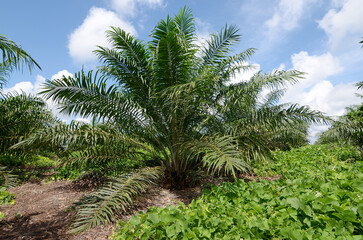 Fototapeta na wymiar palm oil trees and blue sky