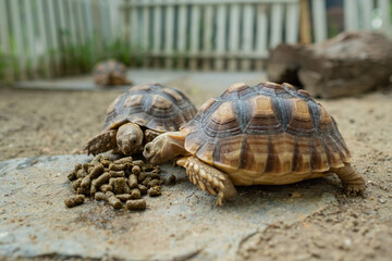 Sucata tortoise on the ground