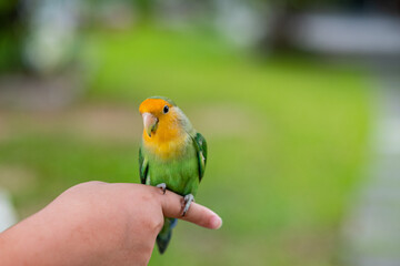 A lovebird perched on a finger, parrot