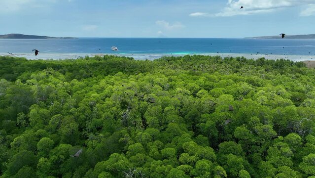 Sunda flying foxes, Acerodon mackloti, fly above a remote mangrove forest where they roost in Indonesia. Mangroves provide vital habitat for invertebrates, fish, birds, and fruit bats.