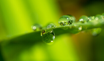 crystal dew drops on a lush green leaf in a dreamy background