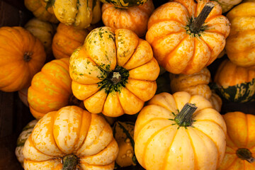 Lots of bright and striped small decorative pumpkins. Autumn harvest festival and sale of vegetables at the farmer's market. Pumpkin for decoration and carving for Halloween. Jack o Lantern.
