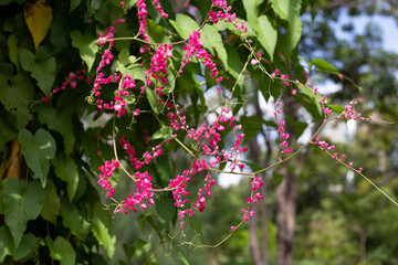 Mexican creeper, Chain of love, Coral vine. Pink flower