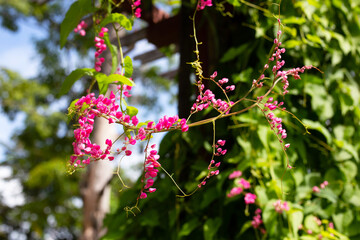 Mexican creeper, Chain of love, Coral vine. Pink flower
