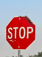 Stop sign with bees swarming on top.  Blue sky is visible in the background