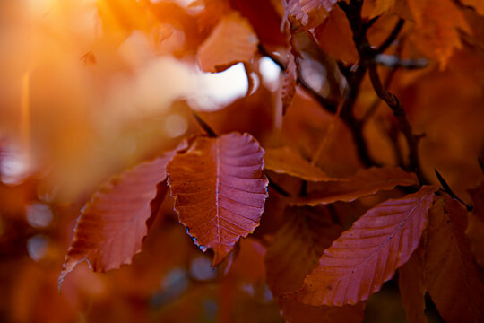 Autumn copper leaves 