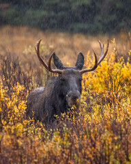 Male Shiras moose (alces alces) standing above willows during fall moose rut Colorado, USA