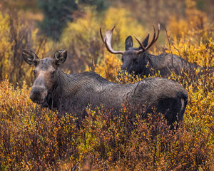 Shiras moose (alces alces) male and female standing in willows on rainy overcast morning during fall moose rut Colorado, USA