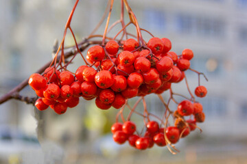Selective focus to red rowan berries growing on a tree branches with yellow leaves. Colors of autumn nature, medicinal berries of mountain-ash.