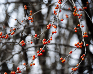 branch with berries