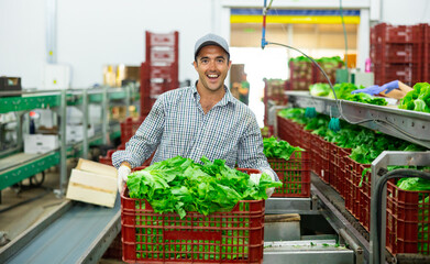 Successful smiling vegetable grower standing with plastic box of selected fresh organic green lettuce in agricultural processing workshop with sorting production line in background .. - obrazy, fototapety, plakaty