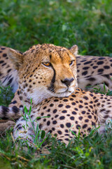 Cheetah, Serengeti, Tanzania