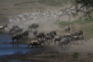 Fototapeta na wymiar Great Wildebeest and Zebra Migration, Tanzania