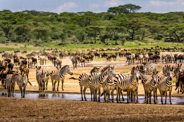 Great Wildebeest and Zebra Migration, Tanzania