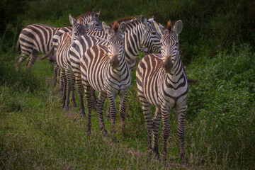 Zebra herd, Serengti, Tanzania