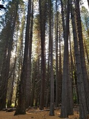 Fototapeta premium pine forest in the morning