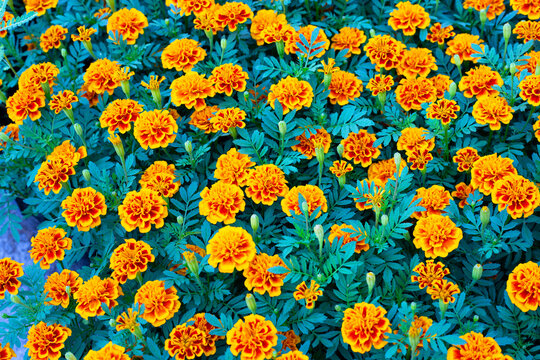 Marigold flower in garden
