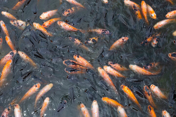 Fototapeta na wymiar Red tilapia fish in the pond
