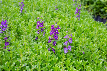 Fototapeta premium Beautiful angelonia goyazensis benth in the park