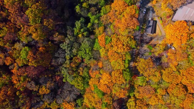 紅葉の美しい秋の戸隠連峰と鏡池の鏡面のドローン空撮