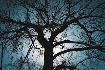 tree in the night