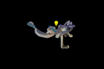 Fototapeta premium Octopus removes plastic bottles from the sea