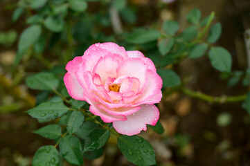 Pink Rose in the Rain