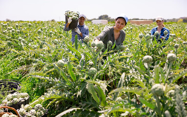 Asian woman farmer picking fresh organic artichokes in basket on farm