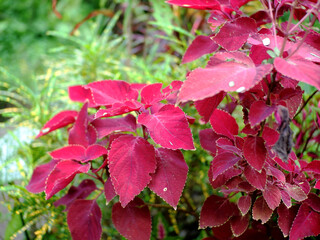 The background of the coleus plant in the garden  or Coleus benth is an herbal plant that has many properties.Red Leaves