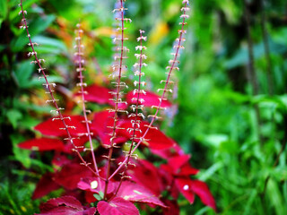 Background of the coleus plant in the garden and its flowers or Coleus benth is an herbal plant that has many properties.Red Leaves