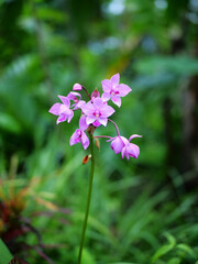 Fototapeta na wymiar Small purple orchid flowers outdoors with a blur background of green plants.Purple Orchid plant