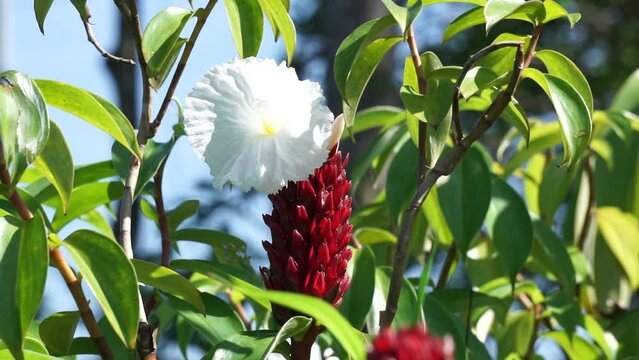 Cheilocostus speciosus (Also called crepe ginger, Costaceae, Hellenia speciosa, Pacing tawar) in nature. The rhizome has been used to treat fever, rash, asthma, bronchitis, and intestinal worms