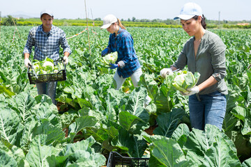 Asian woman farmer with knife picking fresh organic cauliflower cabbage in crates on farm