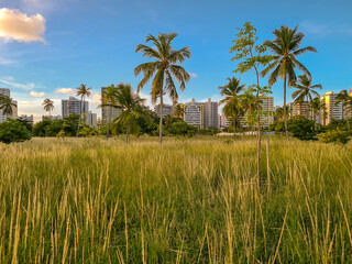 Fototapeta premium Public park with tall grass and coconut trees and residential buildings in the background
