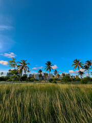 Public park with tall grass and coconut trees and residential buildings in the background