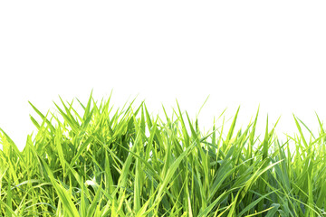 Grass isolated on white background