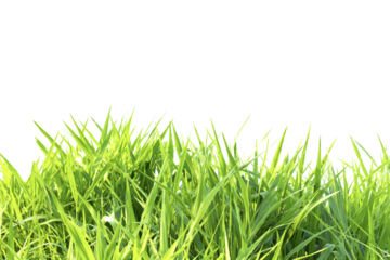 Grass isolated on white background