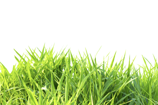 Grass isolated on white background
